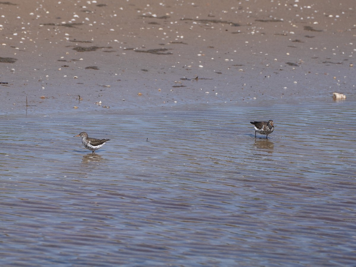 Spotted Sandpiper - Chris Wills