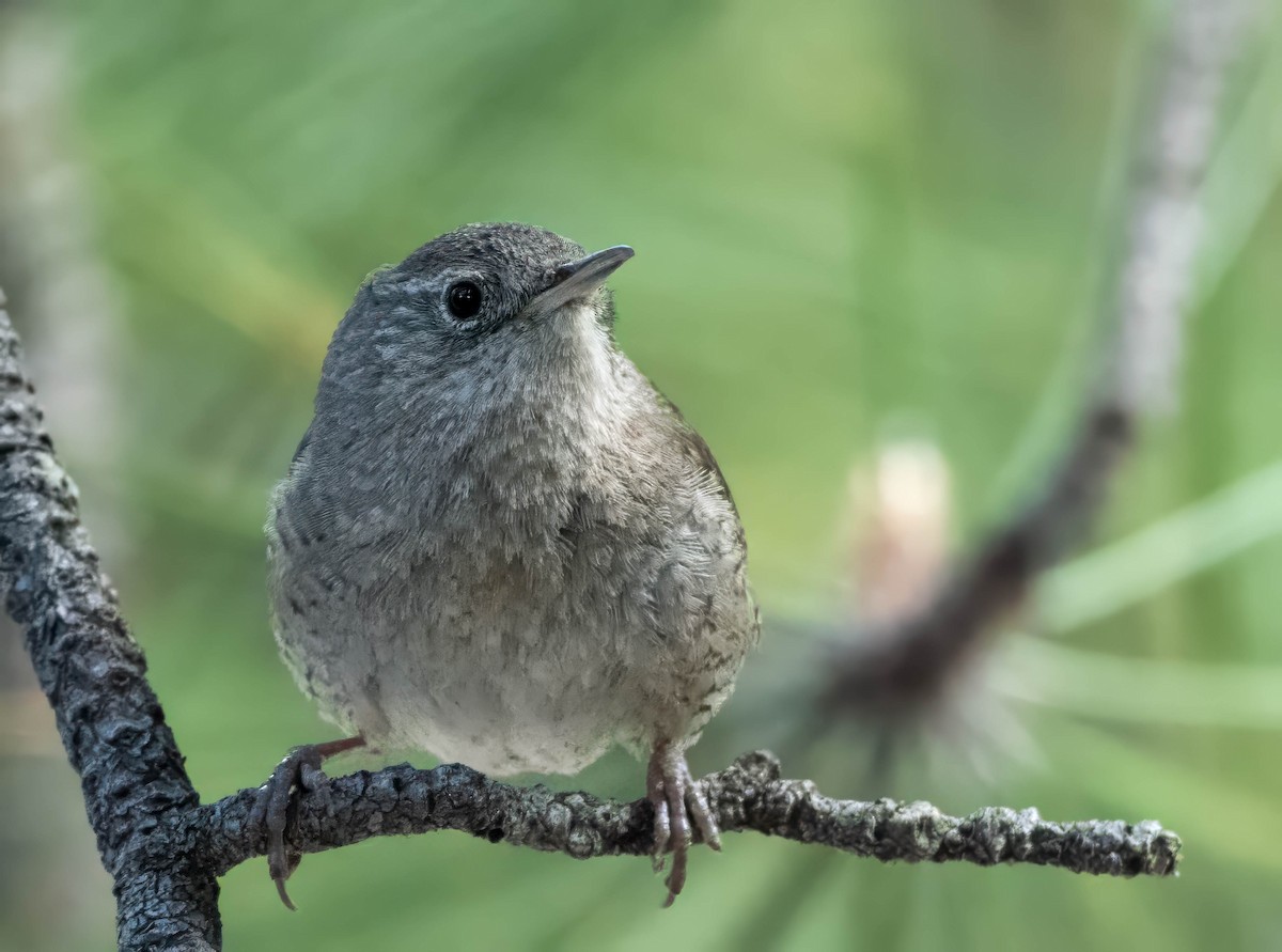 House Wren - Howard Cox