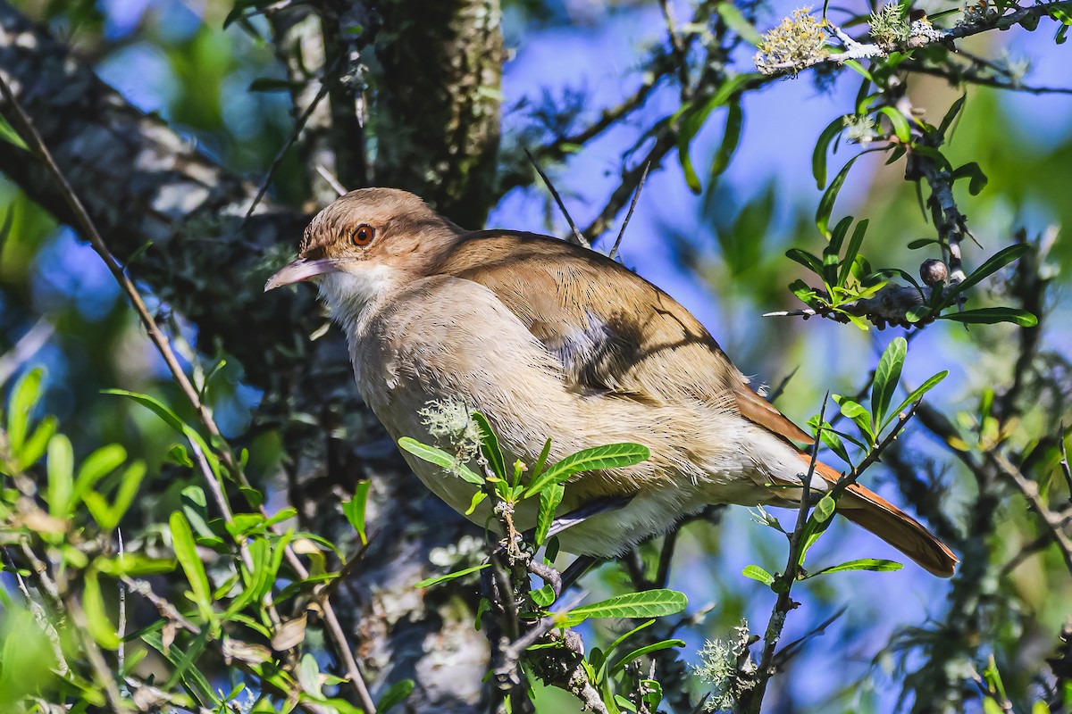 Rufous Hornero - Amed Hernández