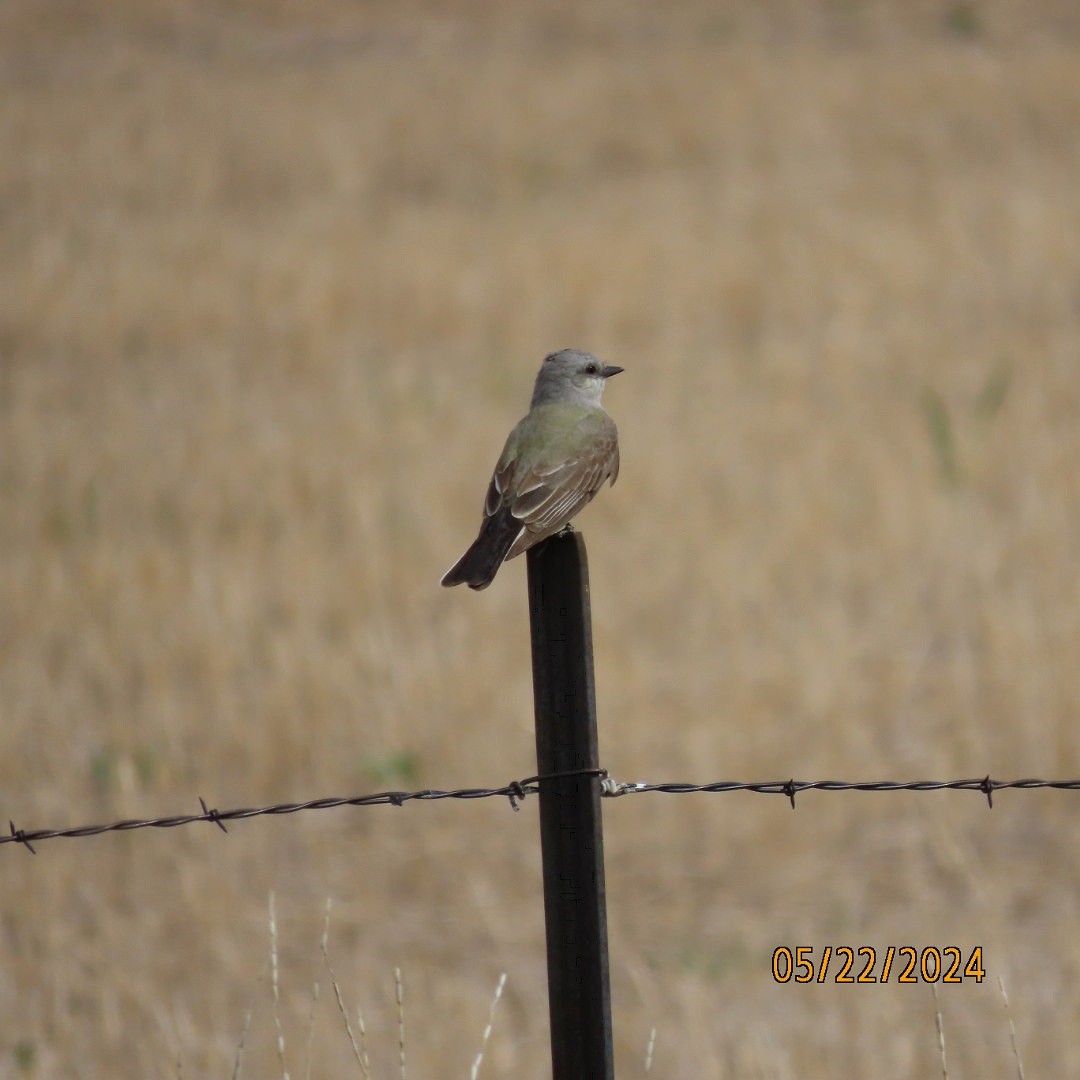 Western Kingbird - ML619501111