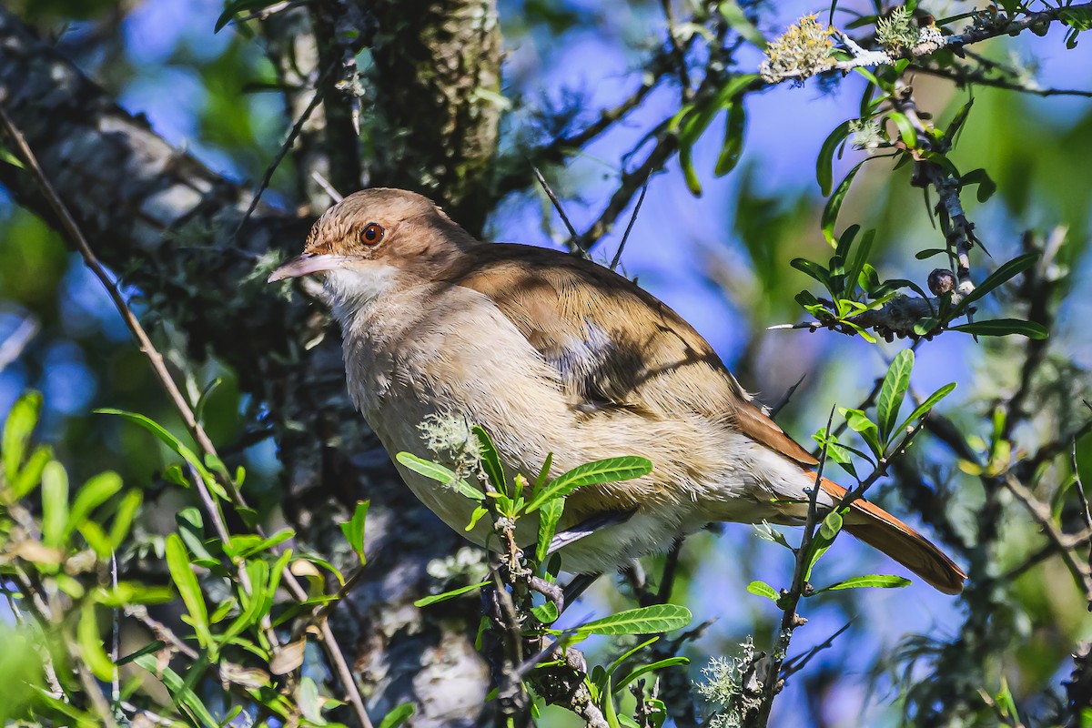 Rufous Hornero - Amed Hernández