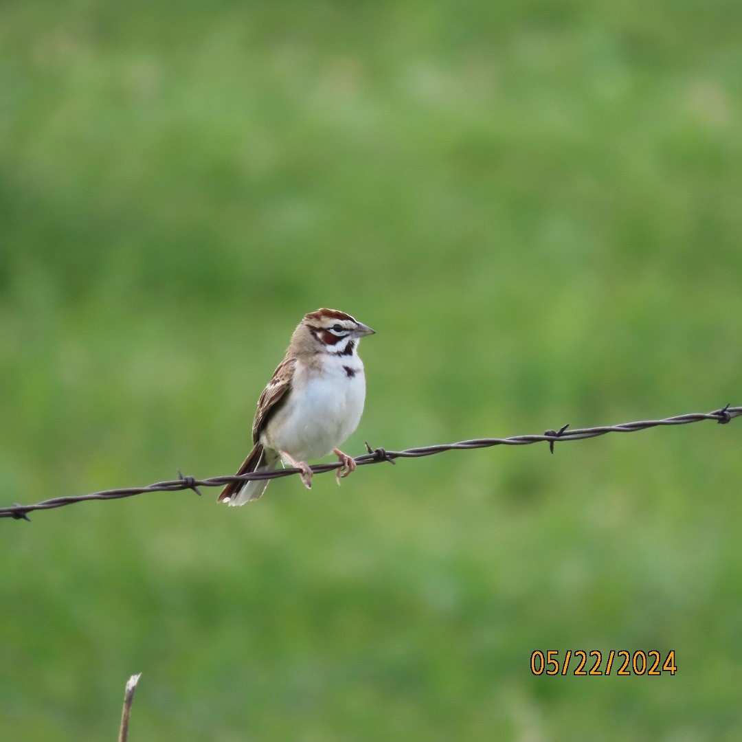 Lark Sparrow - Anonymous