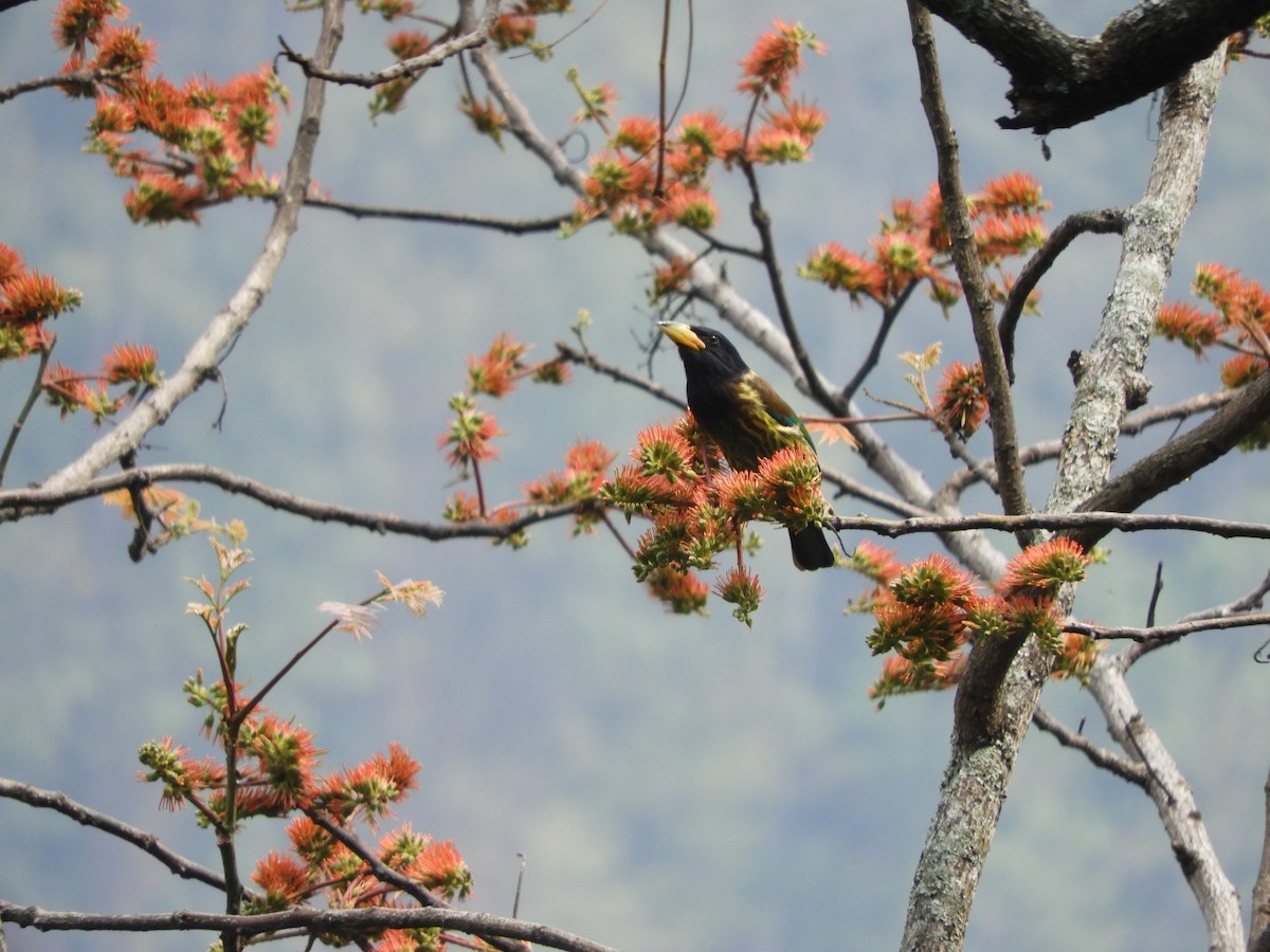 Great Barbet - Maureen Blackford