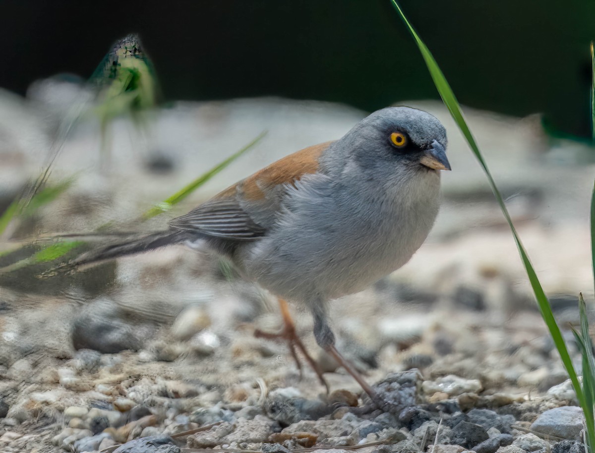 Yellow-eyed Junco - Howard Cox