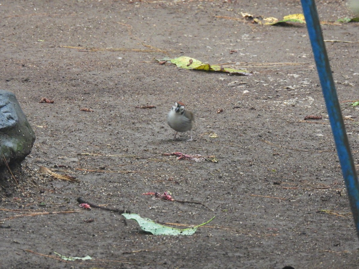 White-faced Ground-Sparrow - María Eugenia Paredes Sánchez