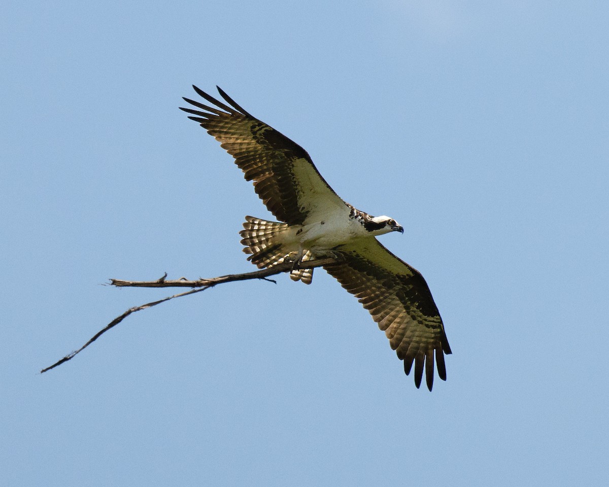 Osprey - Frank Pointner