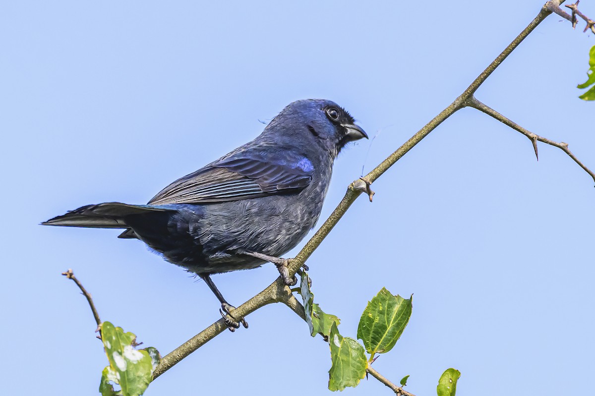 Diademed Tanager - Amed Hernández