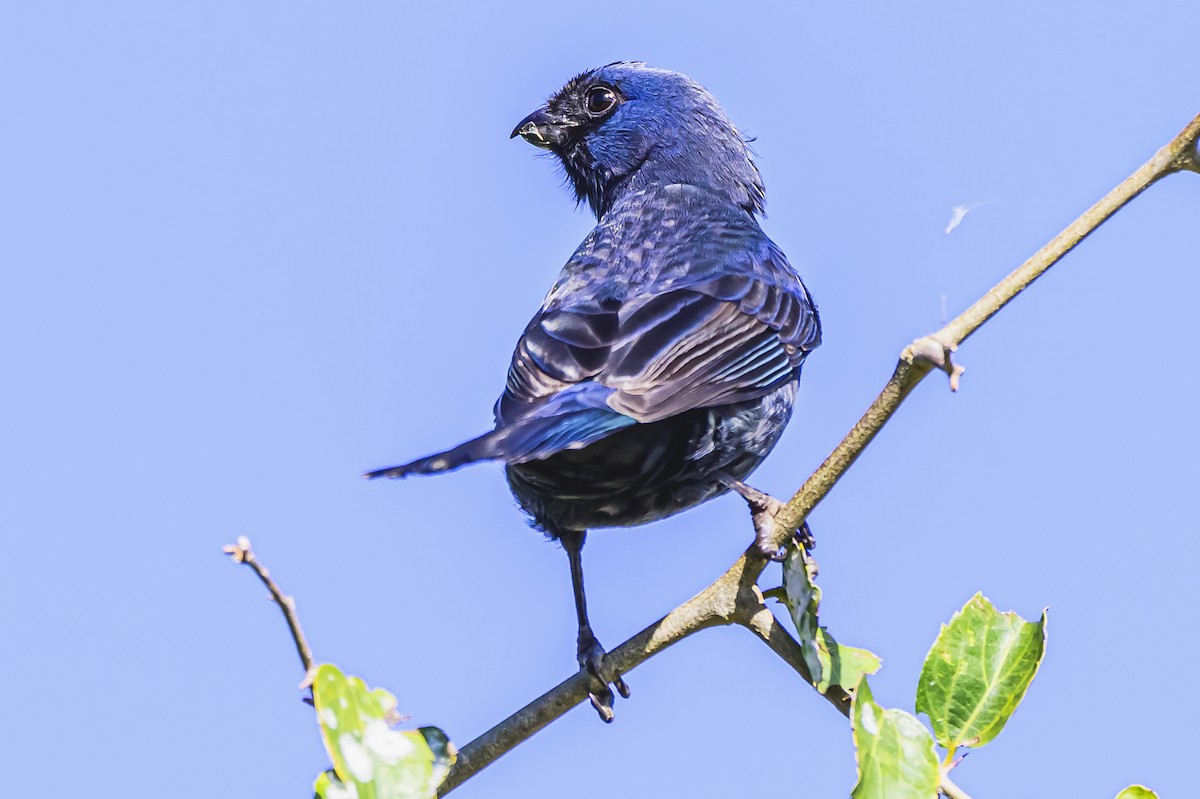 Diademed Tanager - Amed Hernández