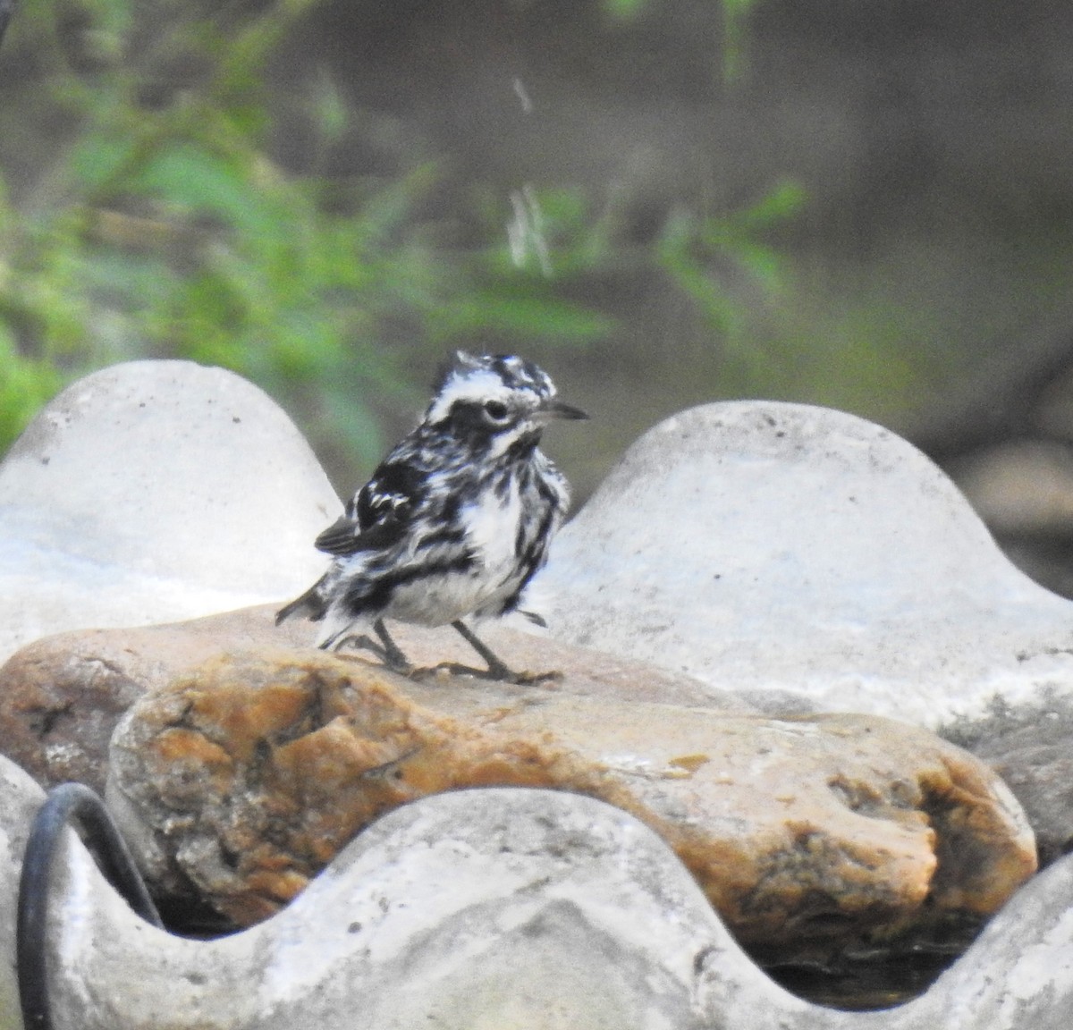 Black-and-white Warbler - Richard Park