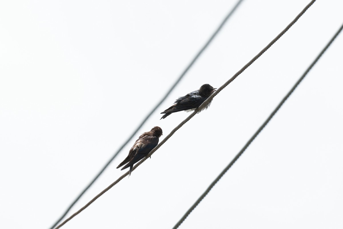 Gray-breasted Martin - Hubert Stelmach