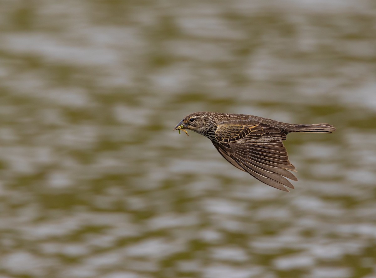 Red-winged Blackbird - Gavin Aquila