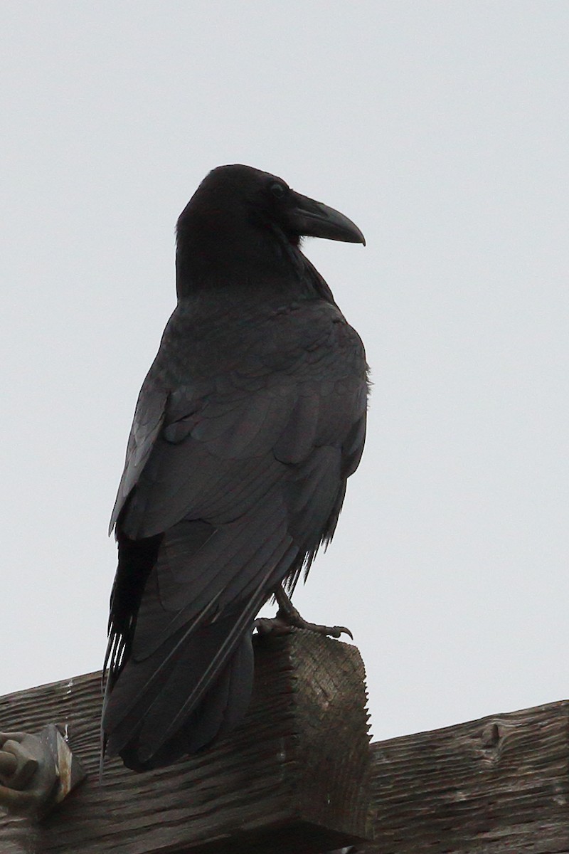 Common Raven - Jeffrey Fenwick