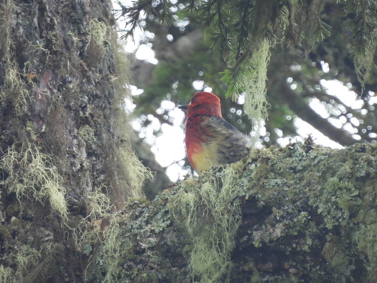 Red-breasted Sapsucker - Mark Stevens