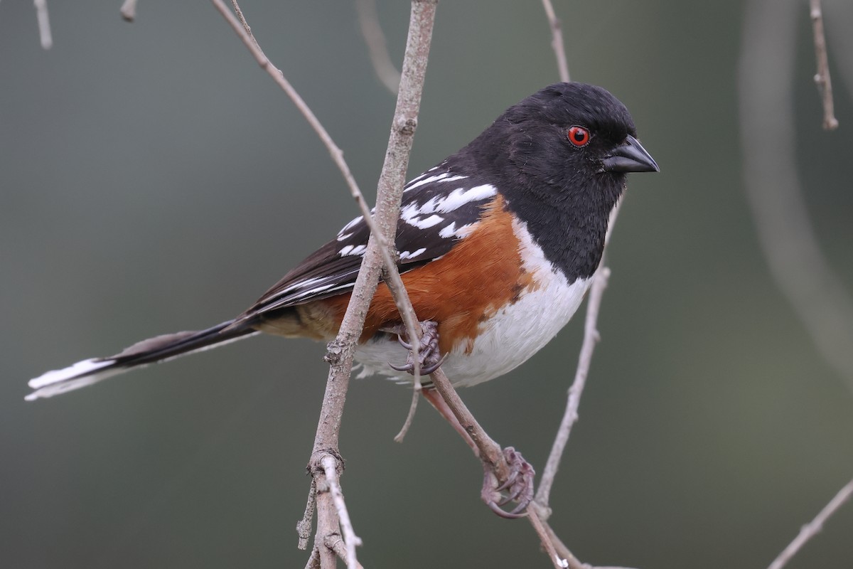 Spotted Towhee - Tom Fangrow