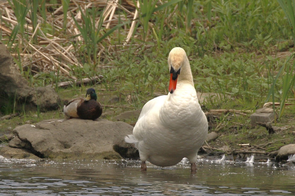 Mute Swan - walter sliva