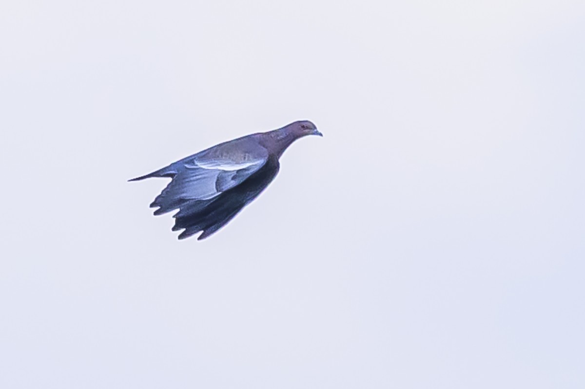 Picazuro Pigeon - Amed Hernández