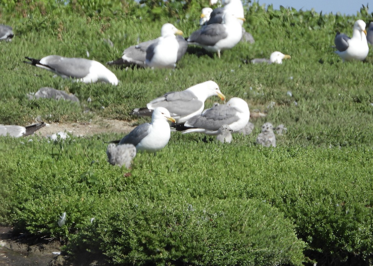 California Gull - Connie Nelson