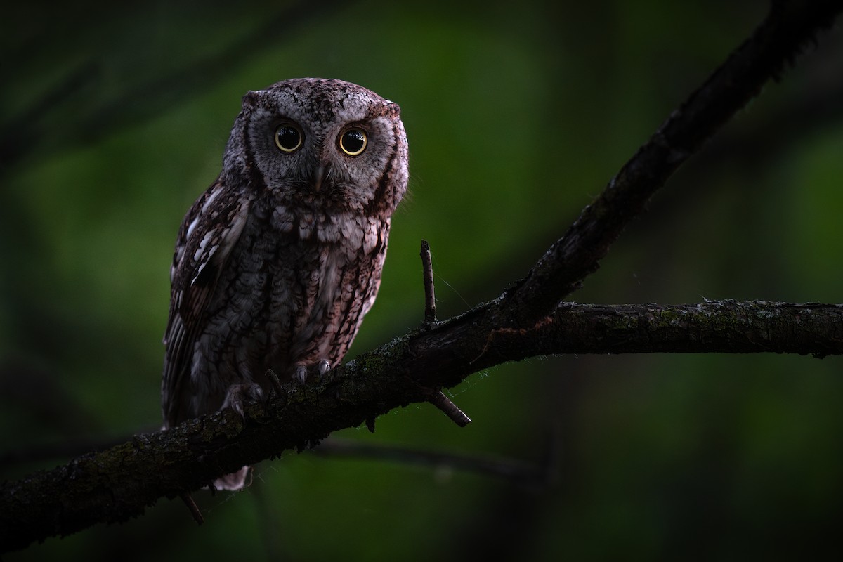 Eastern Screech-Owl - Matt Zuro