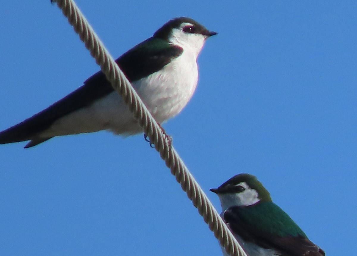 Violet-green Swallow - BEN BAILEY