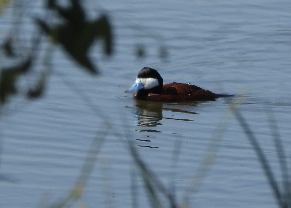 Ruddy Duck - Connie Nelson