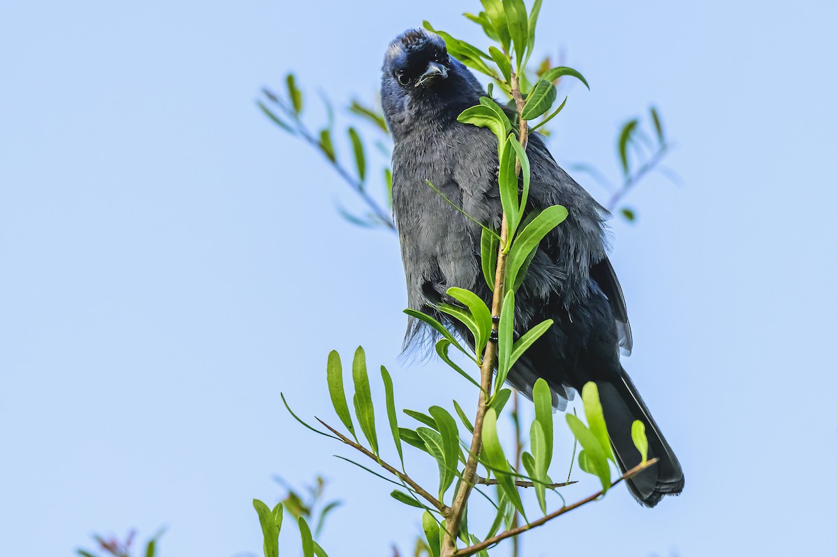 Diademed Tanager - Amed Hernández