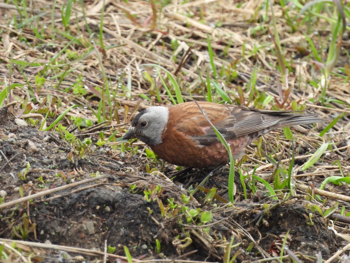 Gray-crowned Rosy-Finch - Mark Stevens