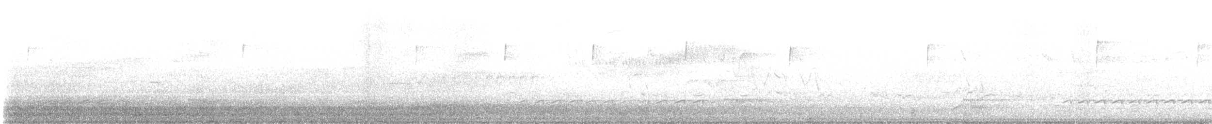Sittelle à poitrine blanche (carolinensis) - ML619501219