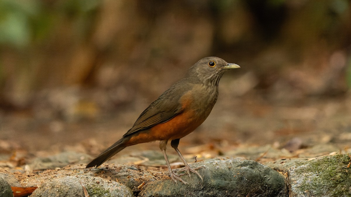 Rufous-bellied Thrush - Ricardo Mitidieri