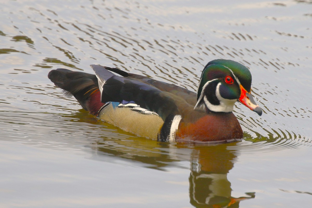 Wood Duck - ML619501227