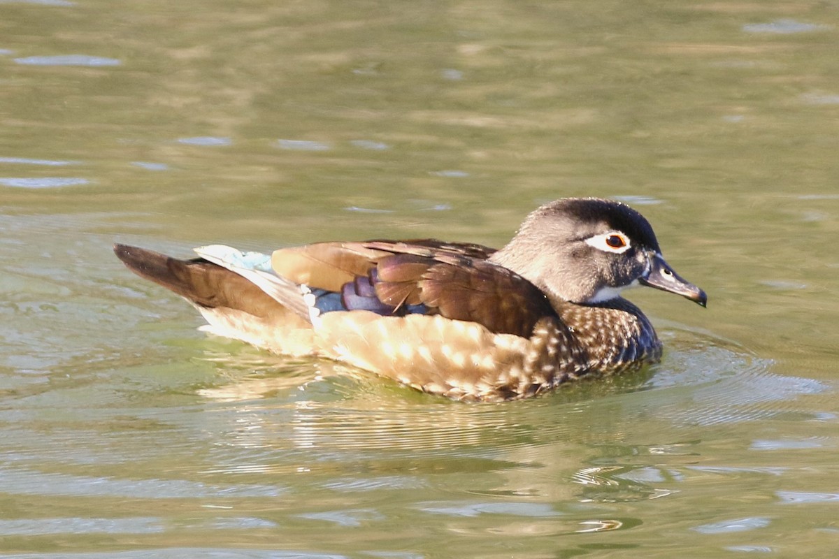 Wood Duck - walter sliva