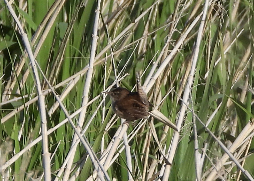 Marsh Wren - Connie Nelson