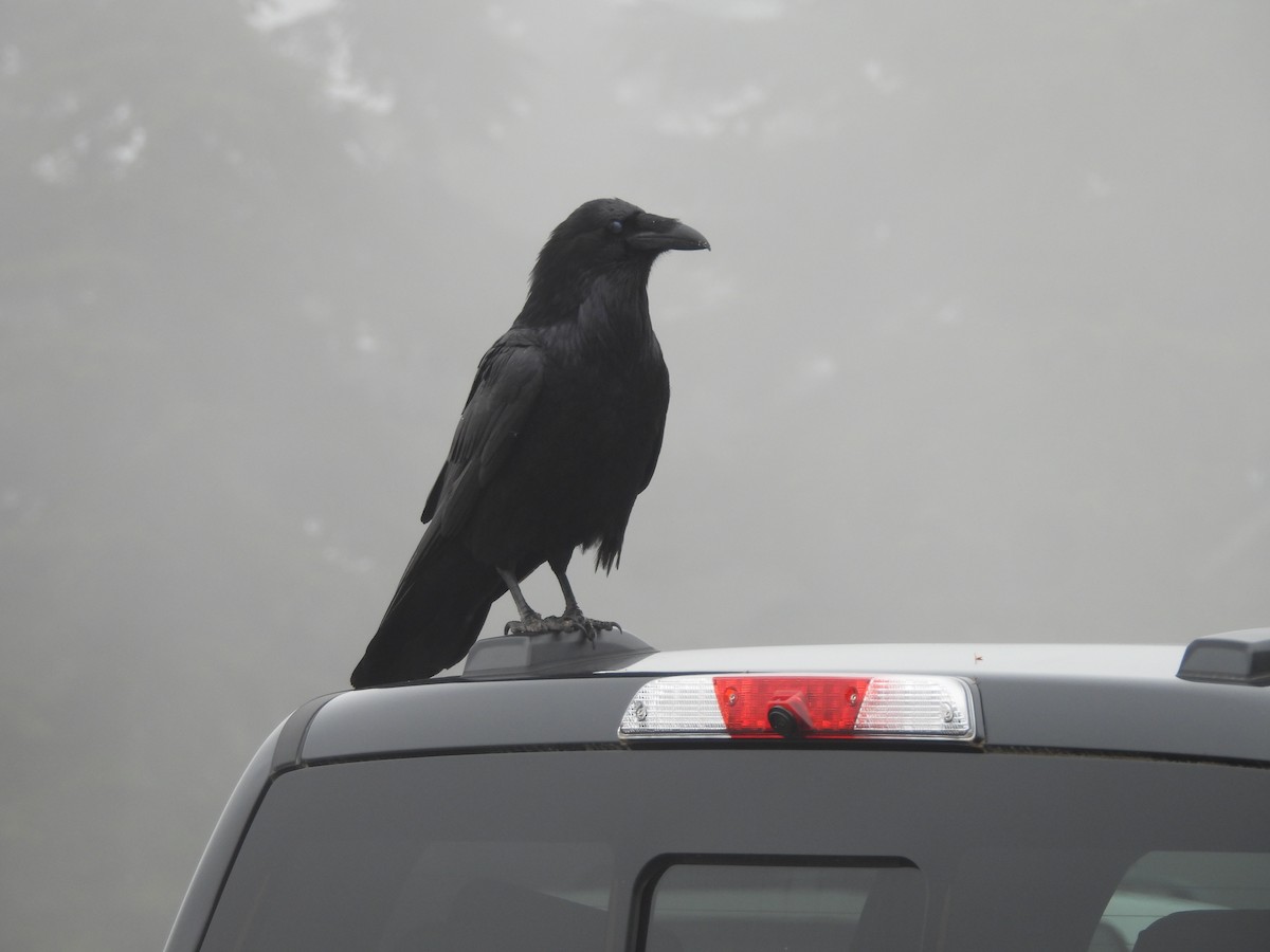 Common Raven - Mark Stevens