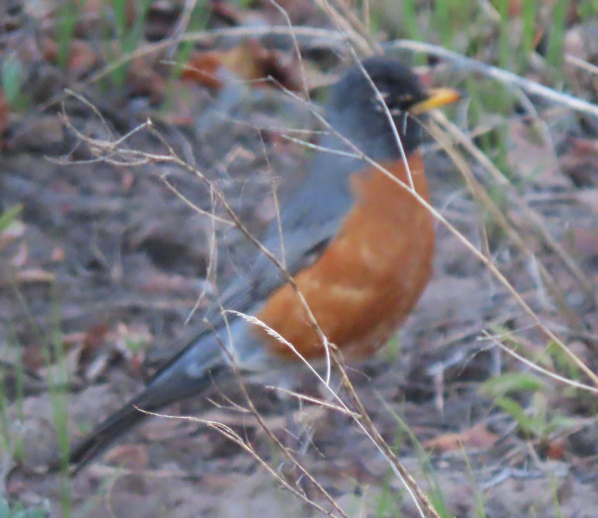 American Robin - BEN BAILEY