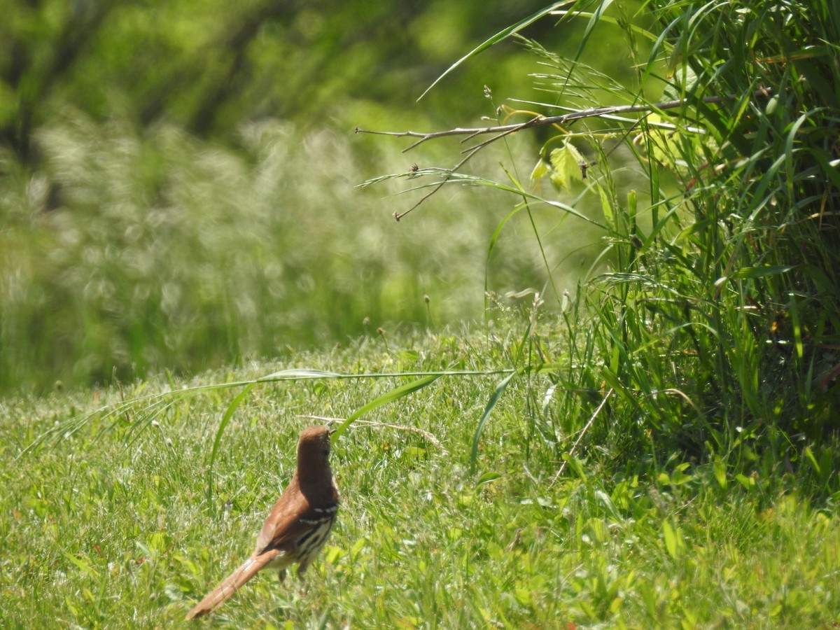 Brown Thrasher - Theresa LeCompte