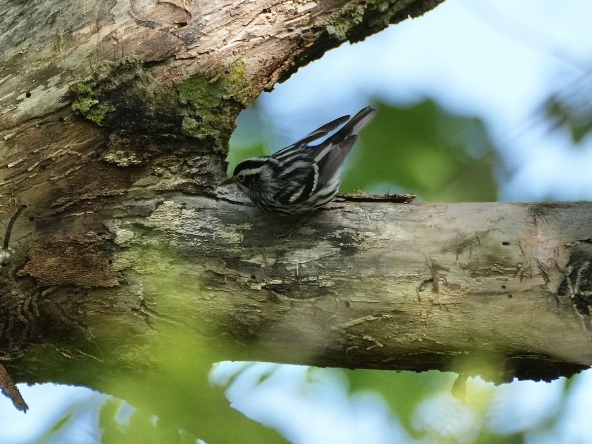 Black-and-white Warbler - Chris Wills