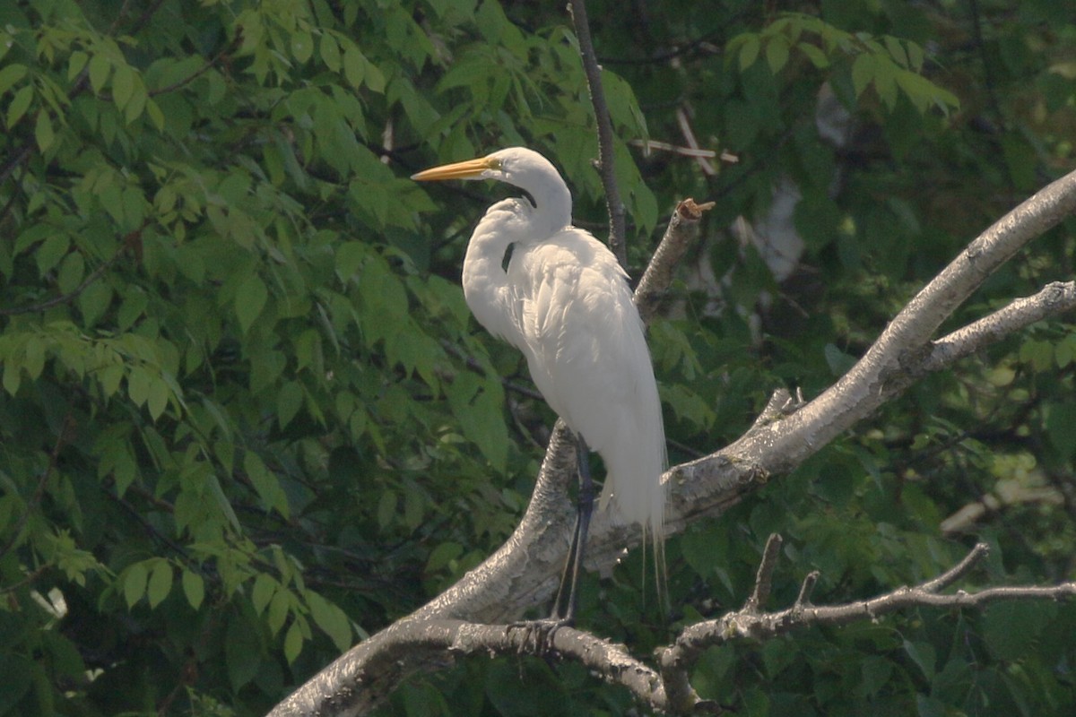 Great Egret - walter sliva