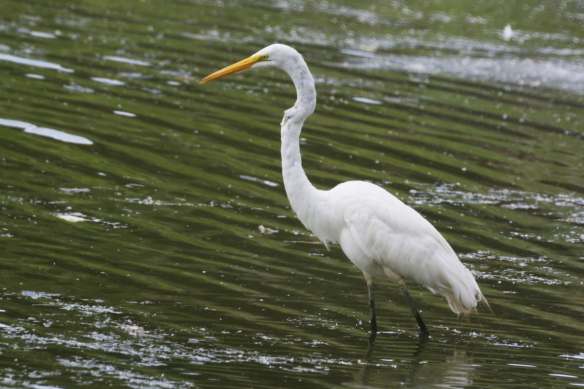 Great Egret - walter sliva