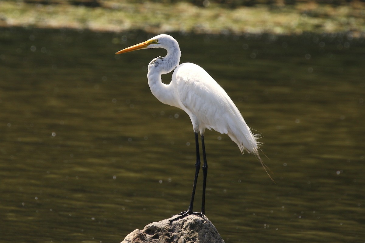 Great Egret - walter sliva