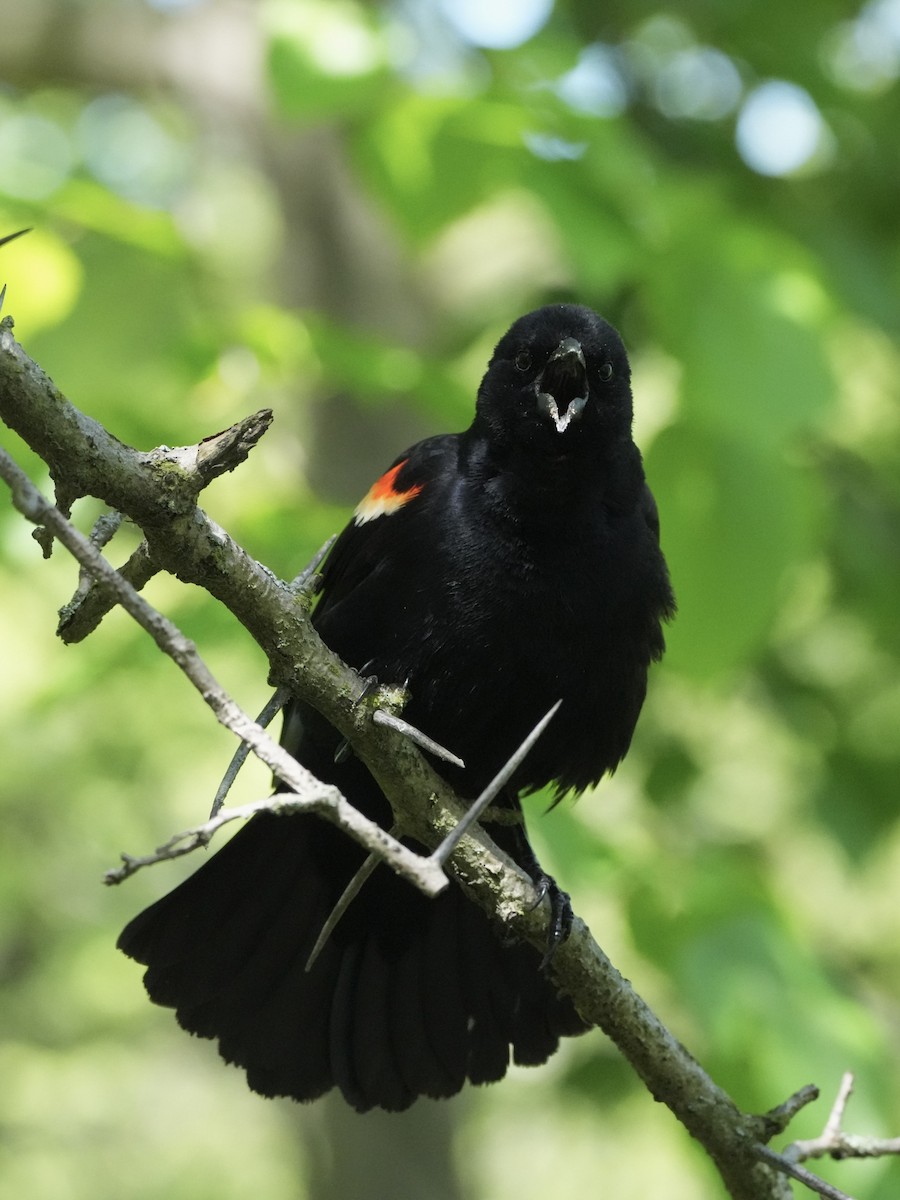 Red-winged Blackbird - Chris Wills