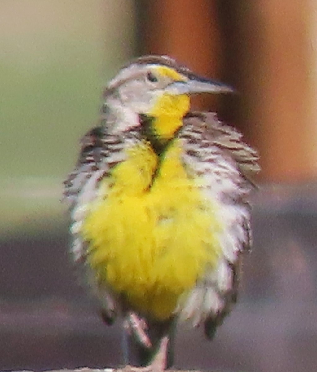 Western Meadowlark - BEN BAILEY