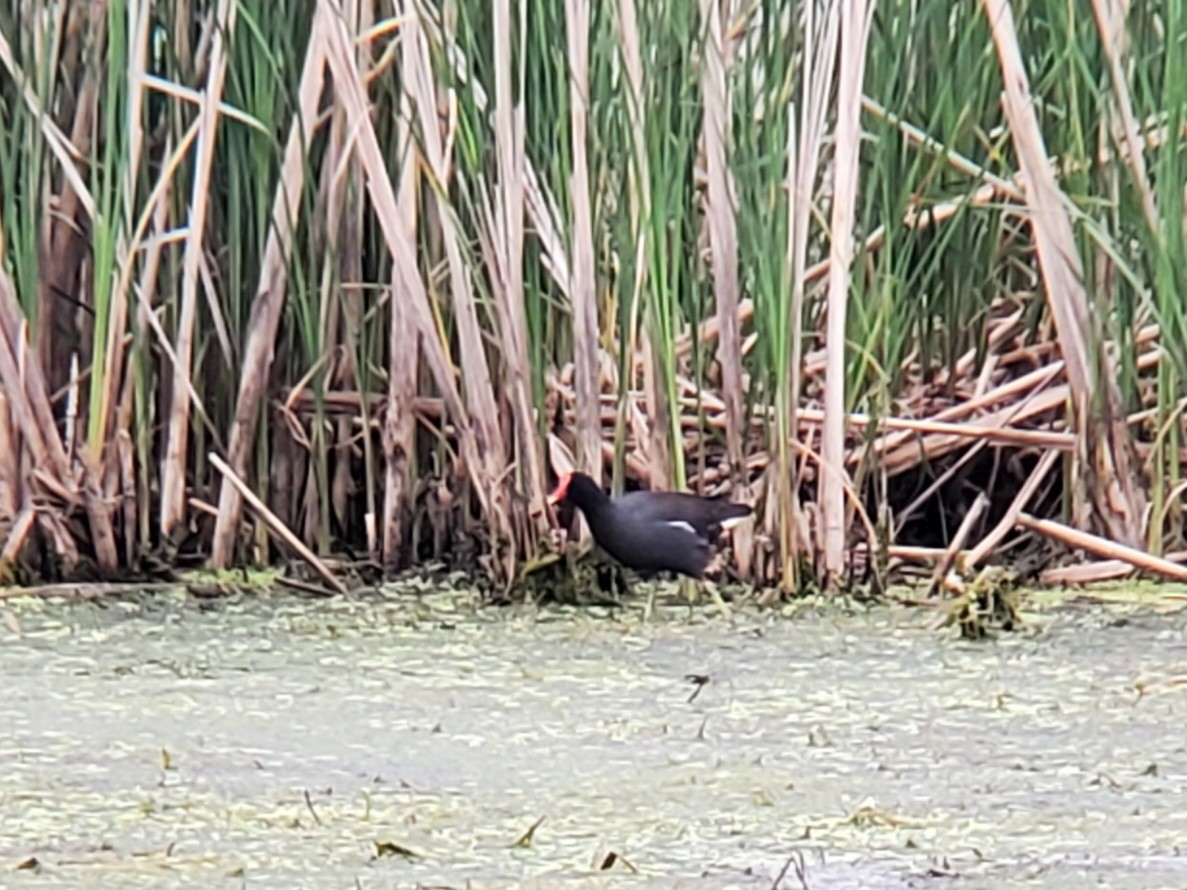 Common Gallinule - ML619501246