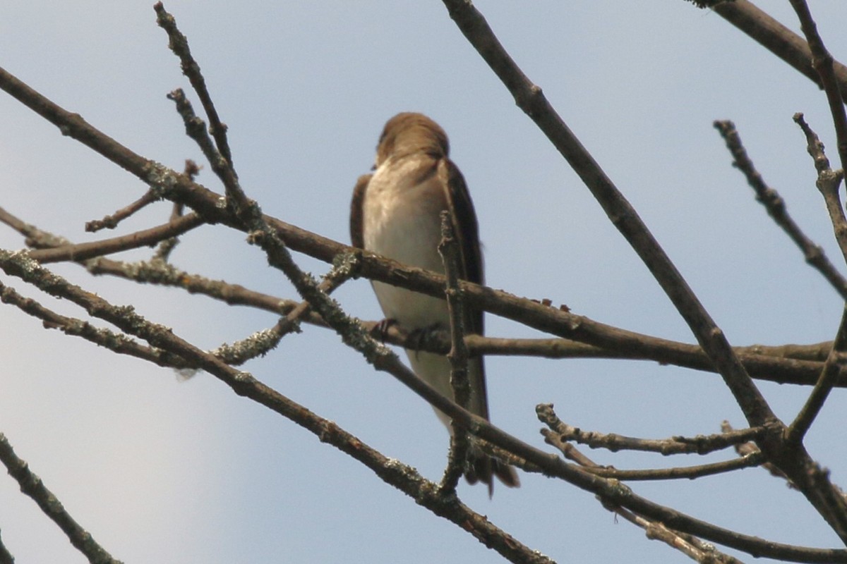 Northern Rough-winged Swallow - walter sliva