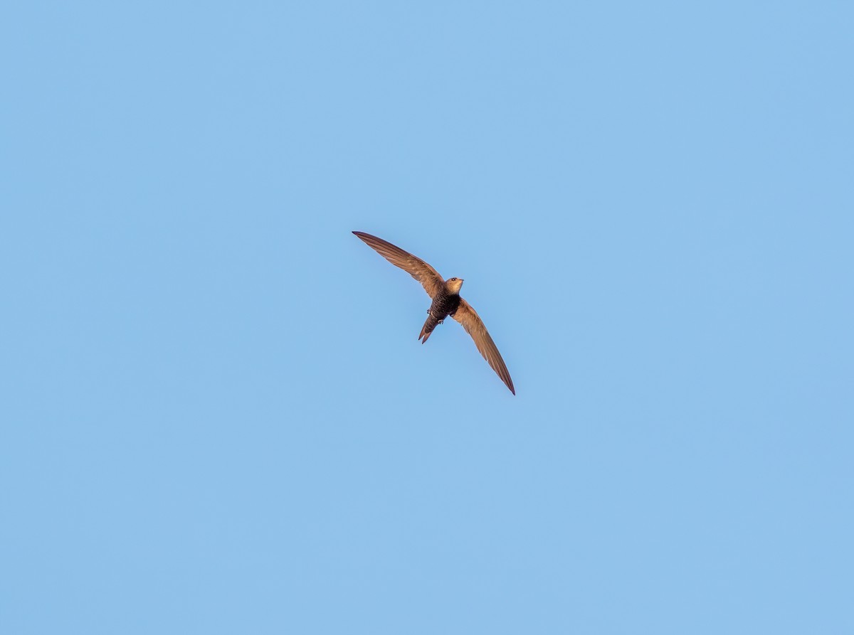 Pallid Swift - Ali COBANOGLU