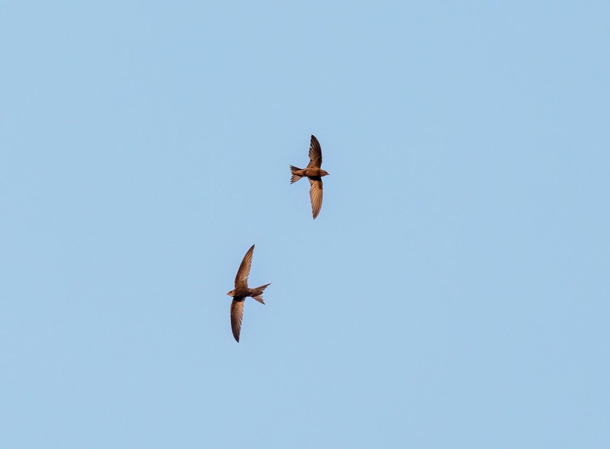 Pallid Swift - Ali COBANOGLU