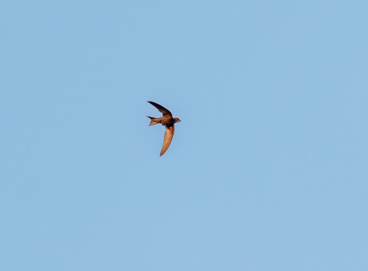 Pallid Swift - Ali COBANOGLU