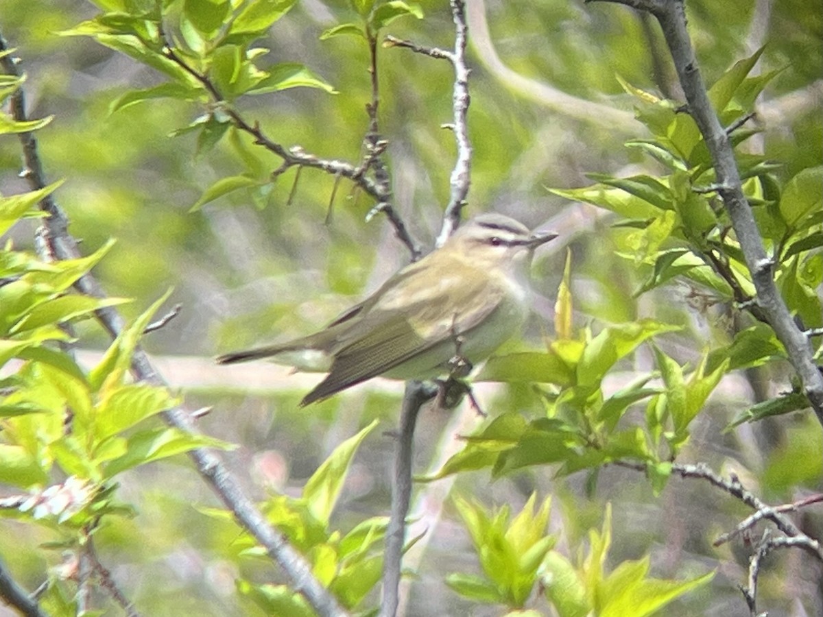 Red-eyed Vireo - Jocelyn Rawleigh