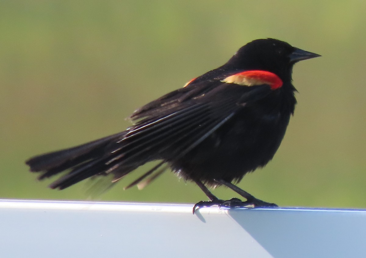 Red-winged Blackbird - BEN BAILEY