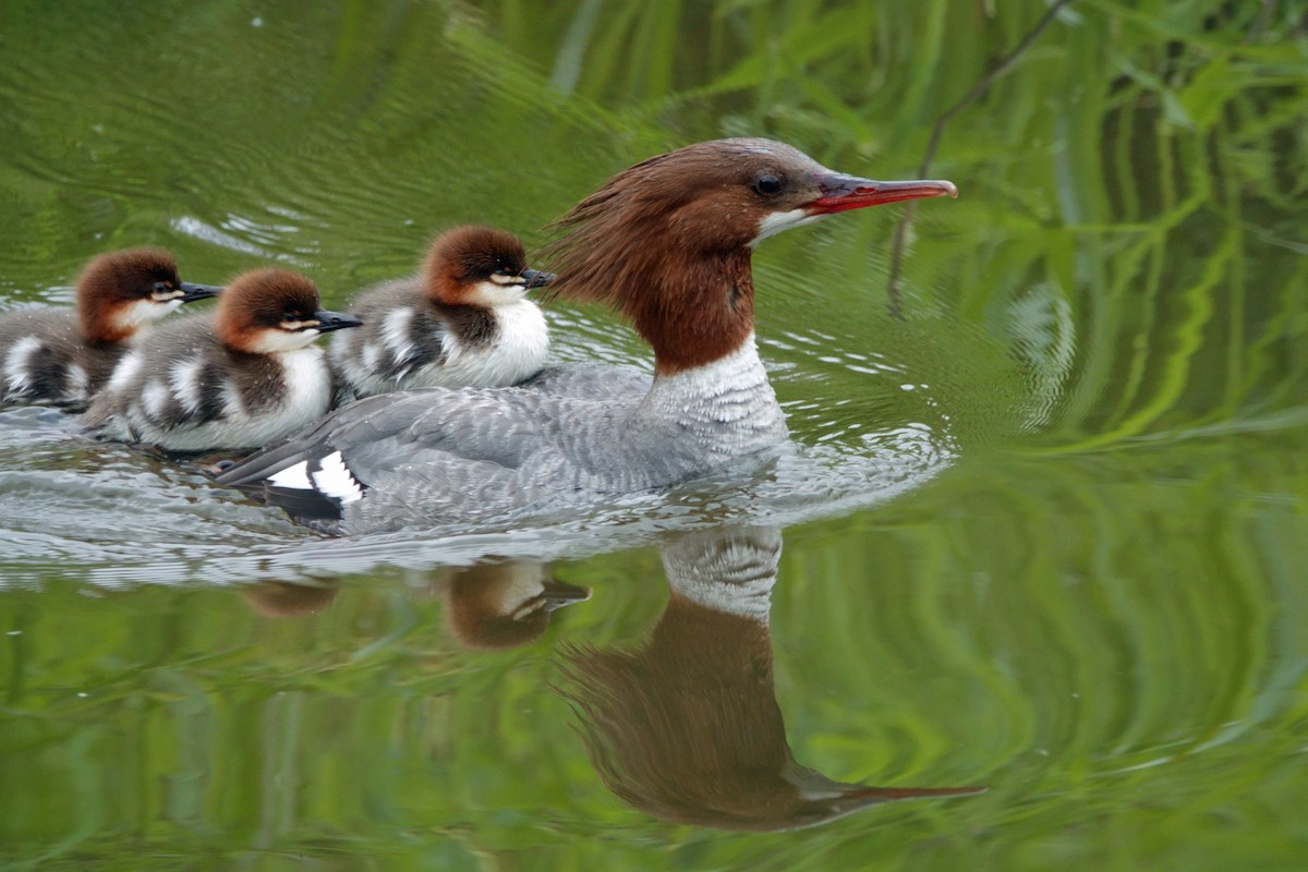 Common Merganser (North American) - Carl Haynie