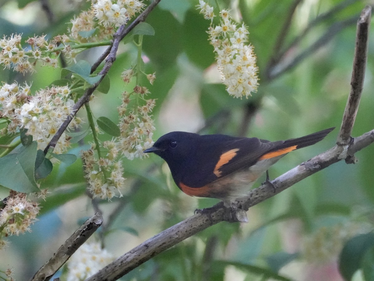 American Redstart - Chris Wills