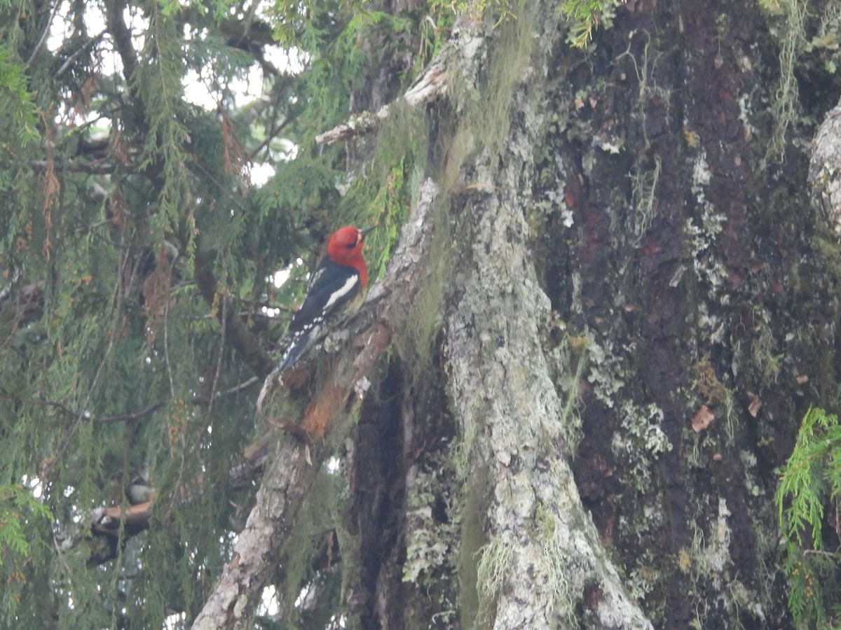 Red-breasted Sapsucker - Mark Stevens